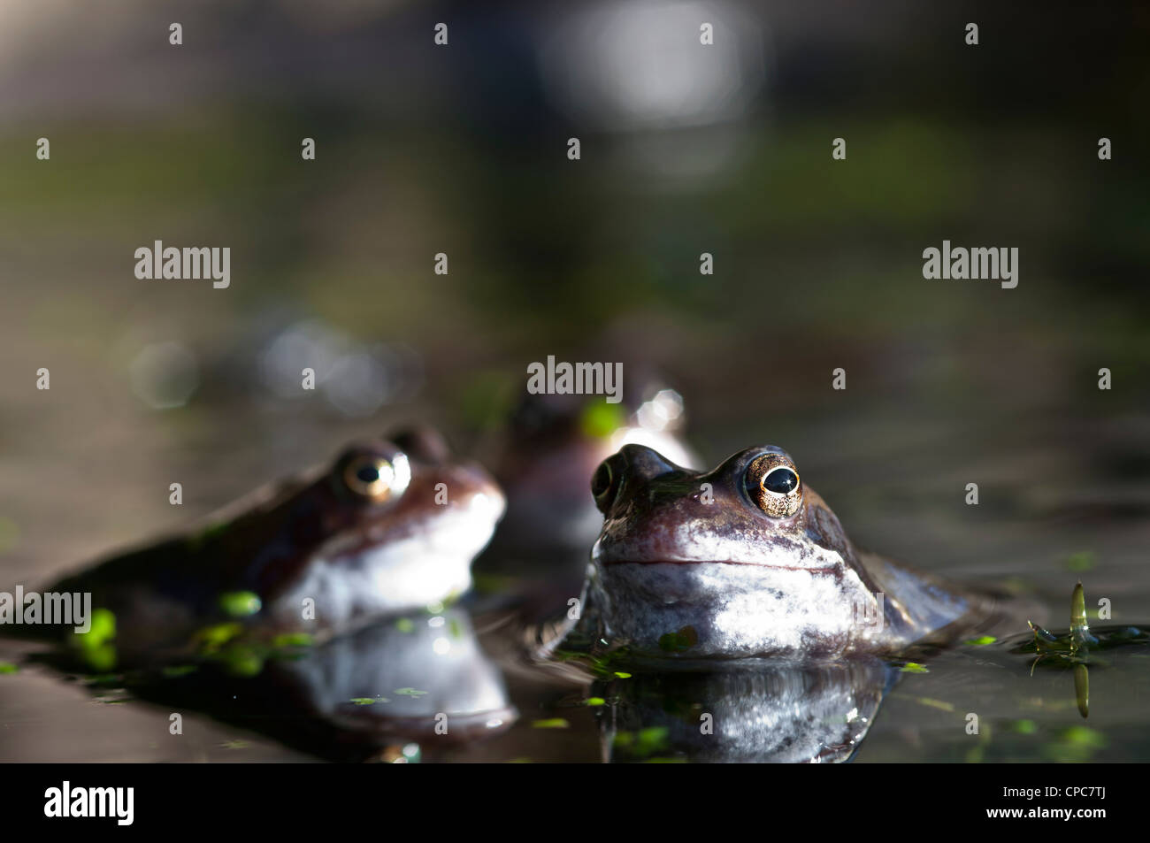 Gemeinsamen Frösche Rana temporaria Stockfoto