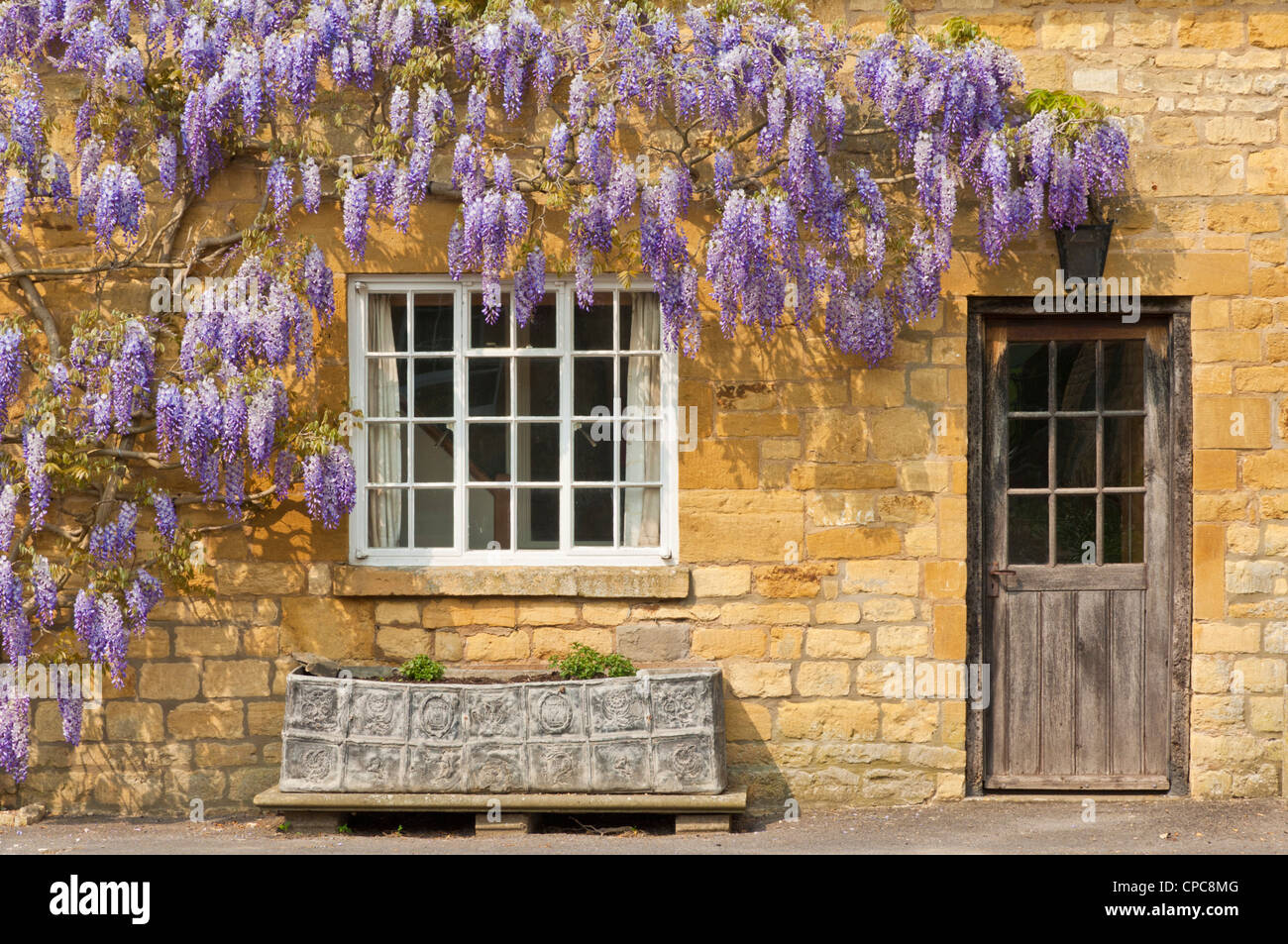 Cotswolds Village of Broadway Wisteria sinensis Purple Wisteria an einer Hausmauer im Dorf Broadway The Cotswolds England GB UK Europe Stockfoto