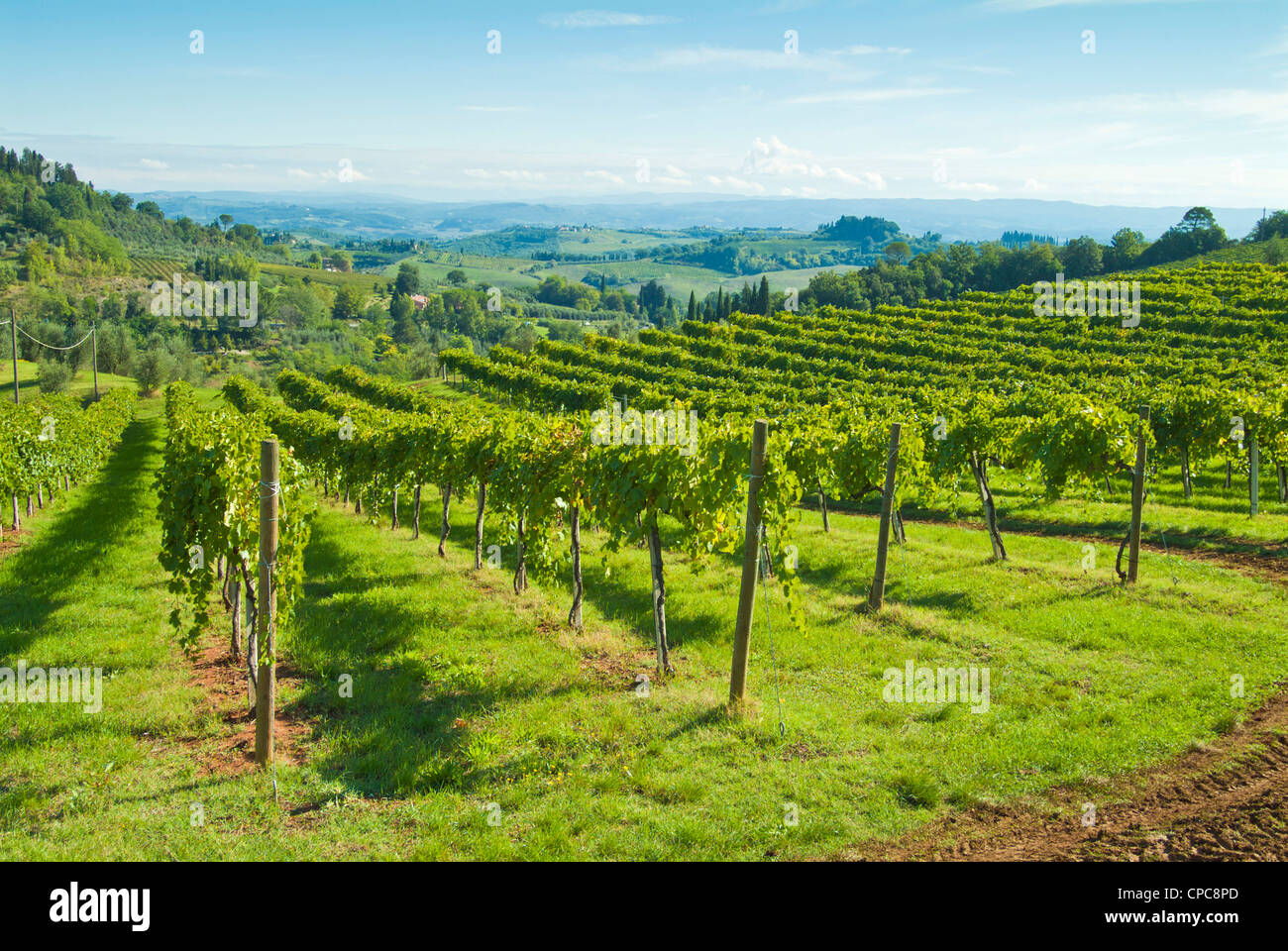 Reihen von Reben und Weinberge in der Nähe von San Gimignano Val di Chianti Tuscany Italien EU Europa Stockfoto