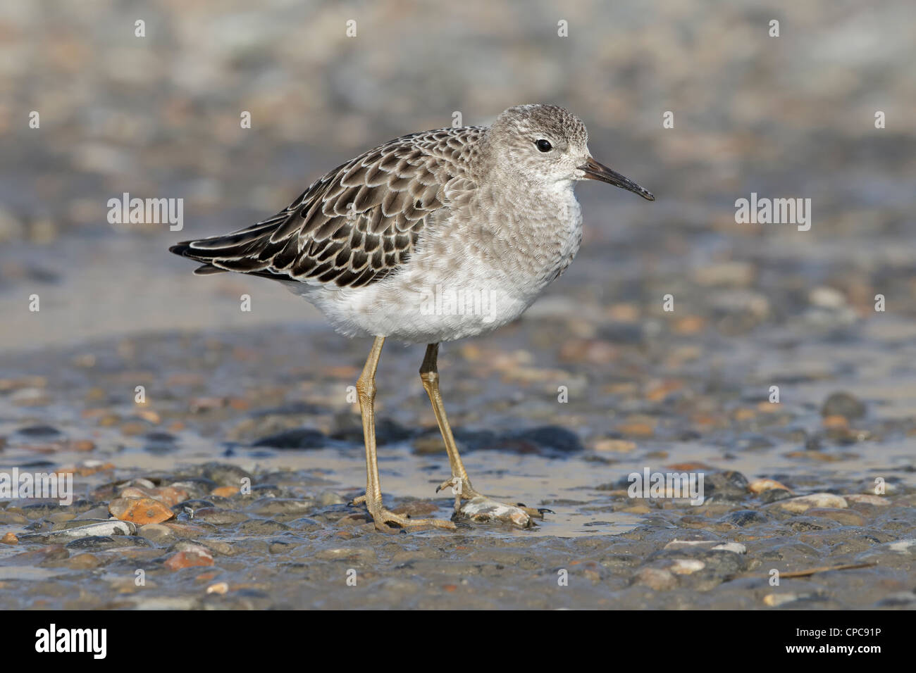 Winterkleid weibliche Ruff / Reeve an den Ufern des eine Lagune Stockfoto