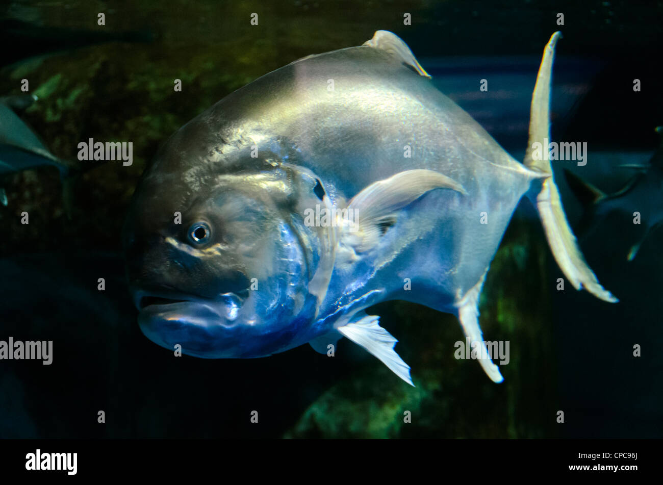 Giant Trevally Stockfoto