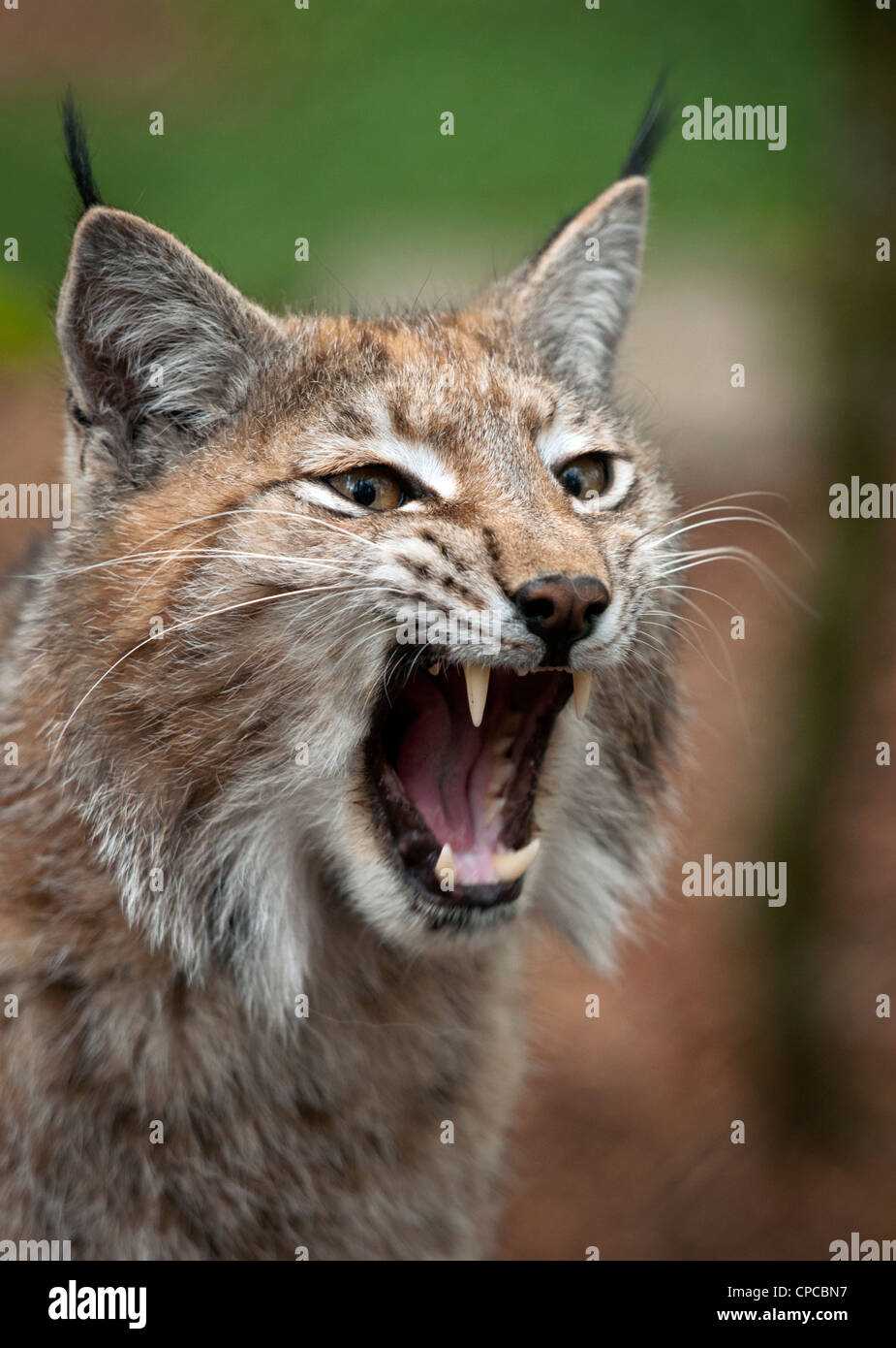 Männlicher Luchs Stockfoto