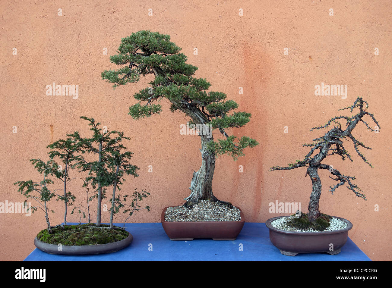 drei Bonsai Eibe, Zypressen und Lärche Baum Stockfoto