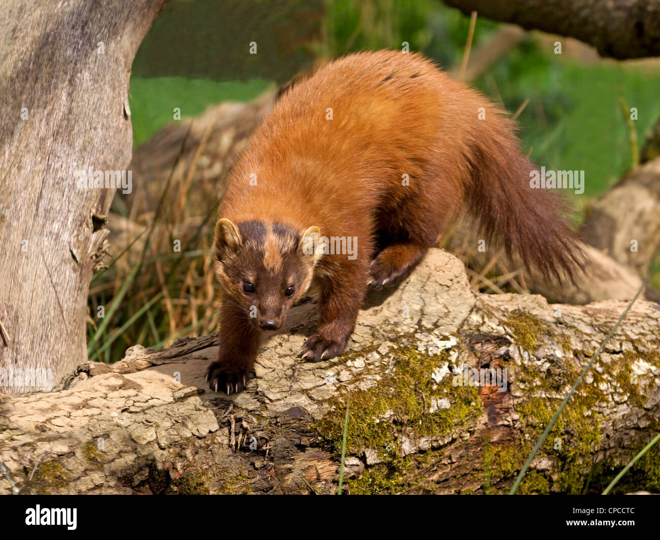 Europäischen Baummarder Stockfoto