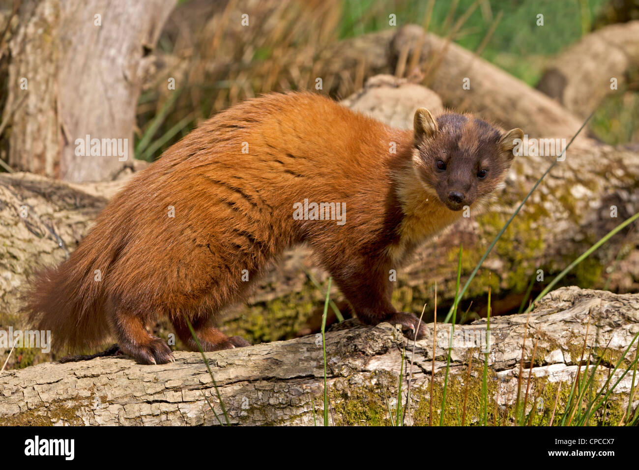 Europäischen Baummarder Stockfoto