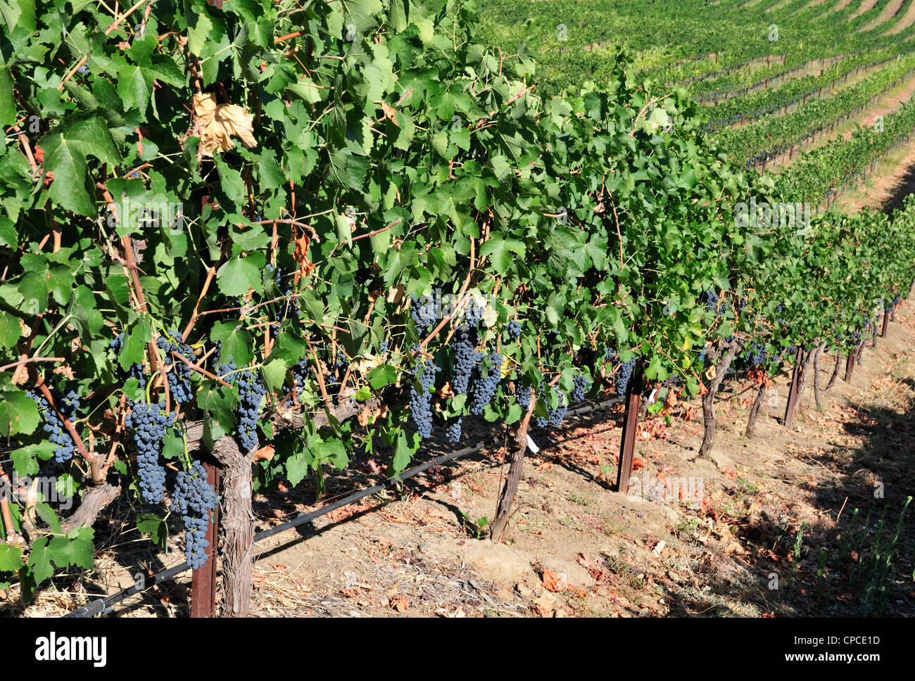 Malbec-Trauben wachsen in einem Weinberg. Temecula, Kalifornien Stockfoto