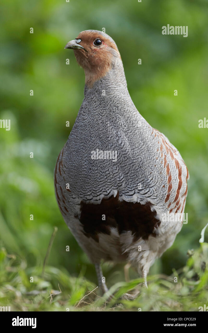 Grau-Rebhuhn, Perdix Perdix, uk Stockfoto