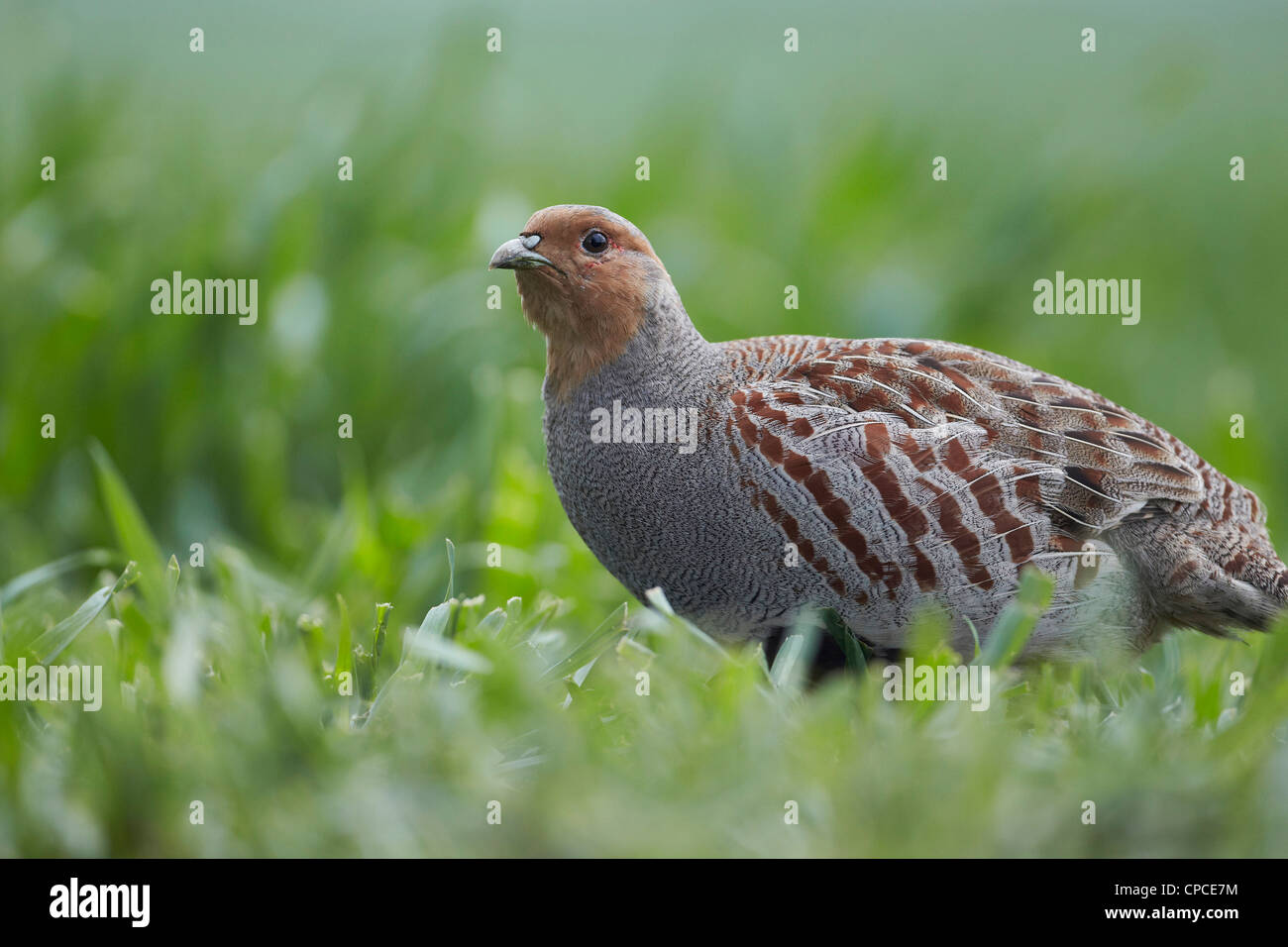 Grau-Rebhuhn, Perdix Perdix, uk Stockfoto