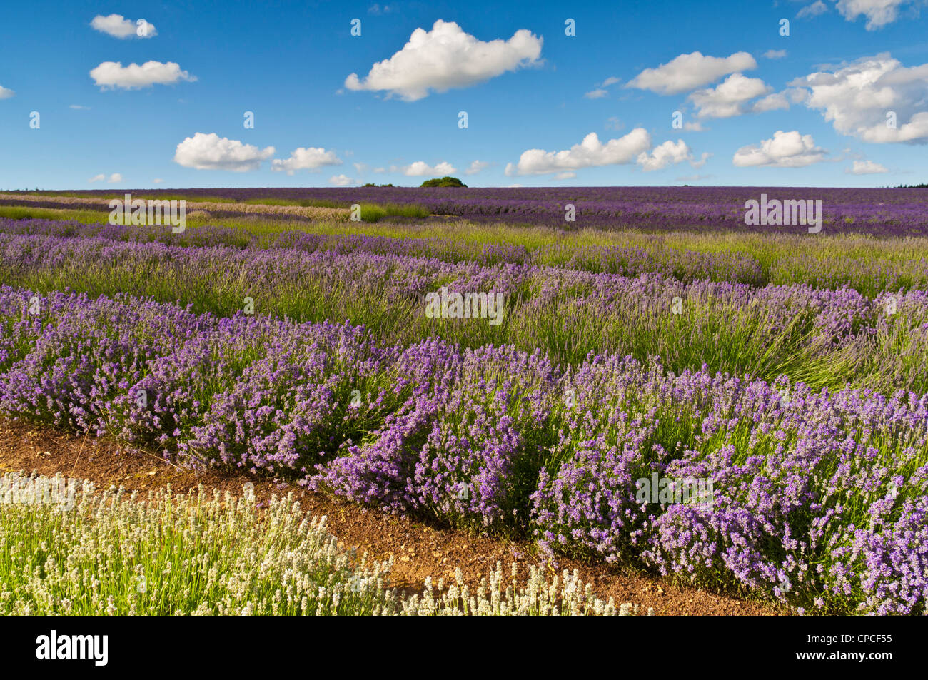 Reihen englischer Lavendelpflanzen auf der snowshill Lavendelfarm cotswolds england gb eu europa Stockfoto