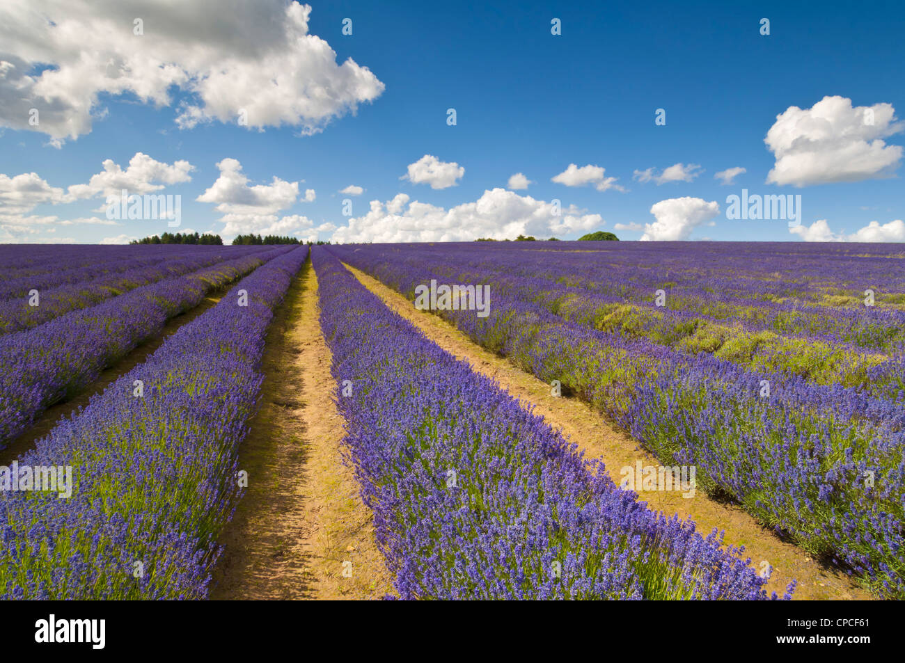 Reihen englischer Lavendelpflanzen auf der snowshill Lavendelfarm cotswolds england gb europa Stockfoto