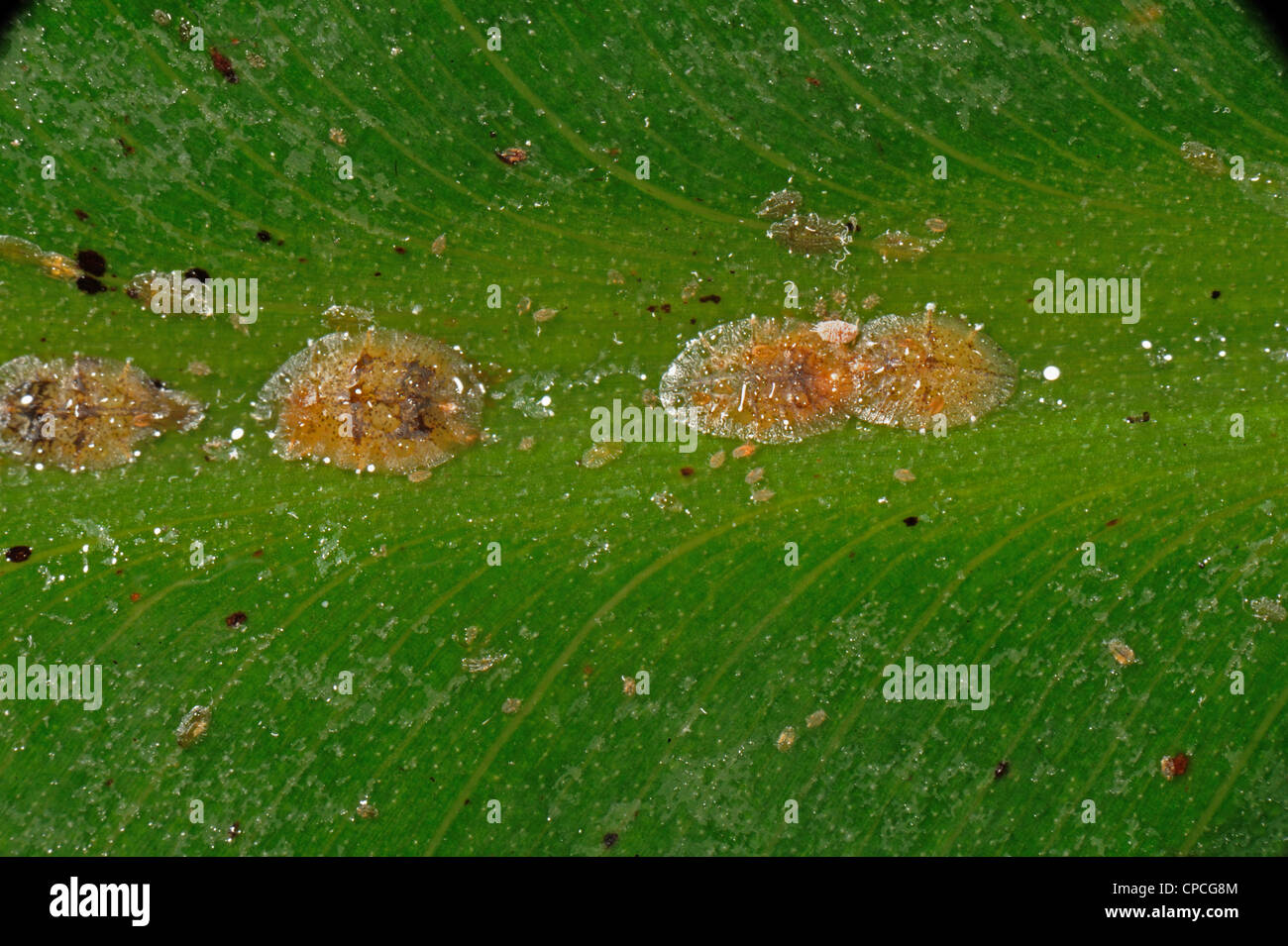 Honigtau & weichen braunen Schildläusen (Coccus Hesperidum) auf einem Banane Blatt Mittelrippe Vene Stockfoto