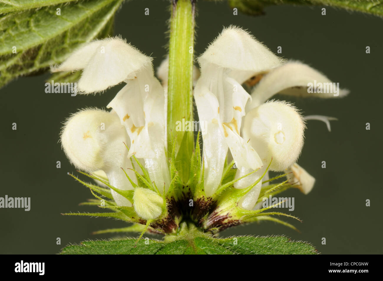 Weißen Toten-Nessel (Lamium Album) Blumen Stockfoto