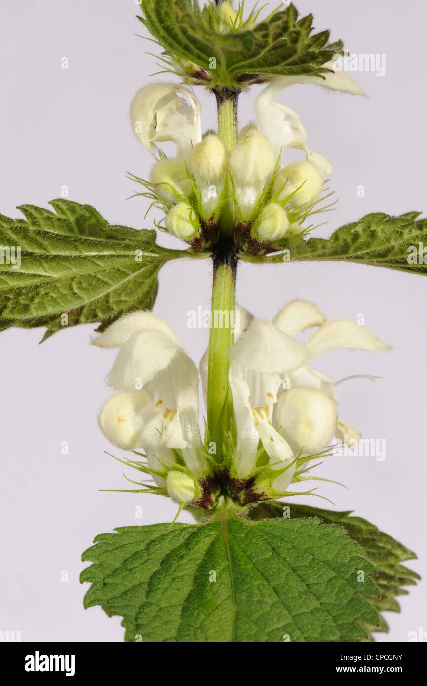 Blühende Pflanze weiße Toten-Nessel (Lamium Album) Stockfoto
