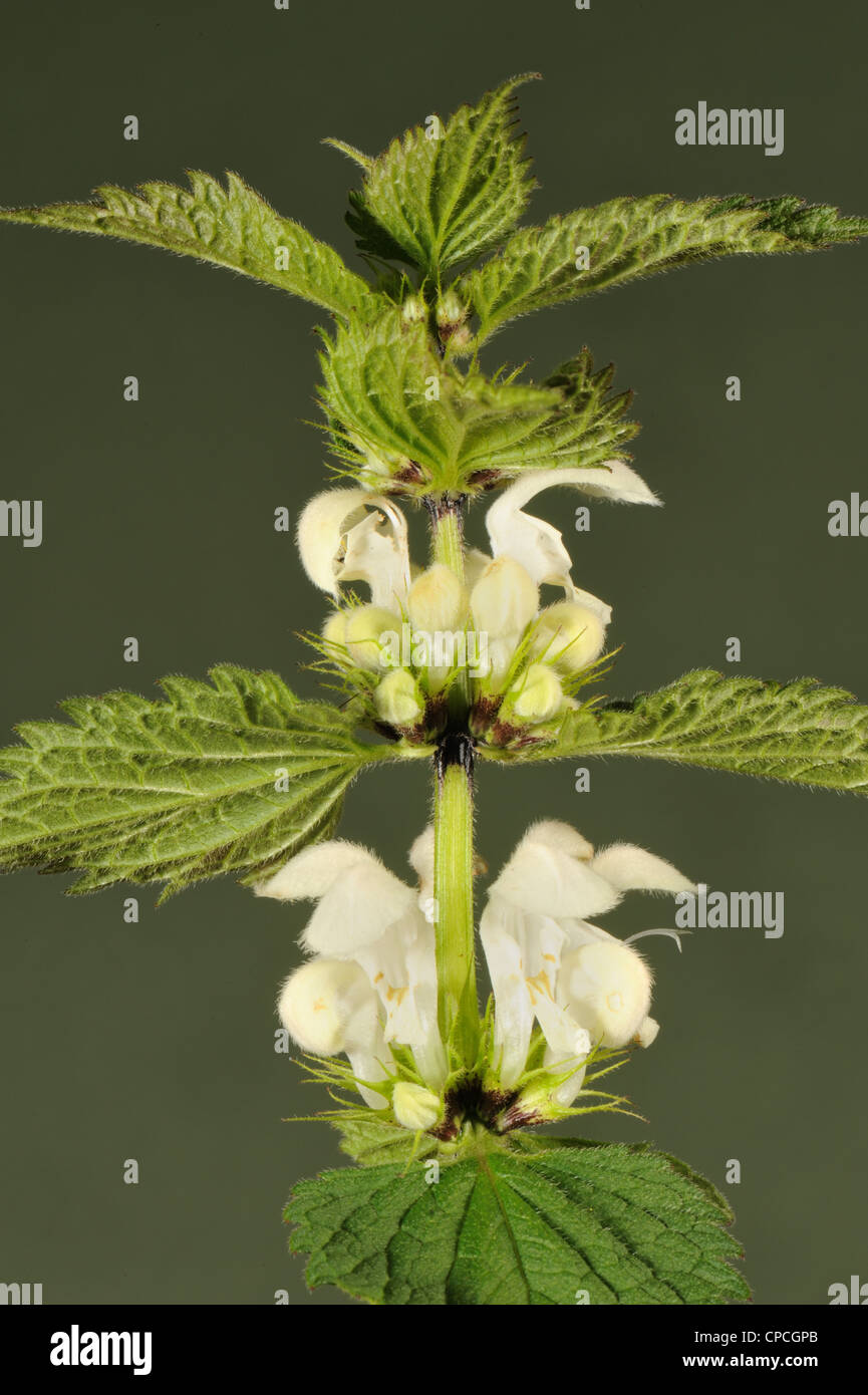 Blühende Pflanze weiße Toten-Nessel (Lamium Album) Stockfoto