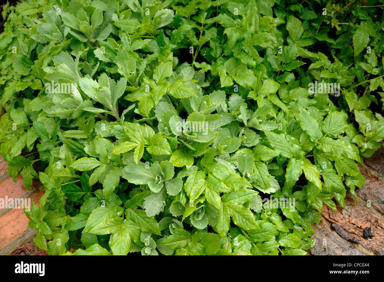 Eine Blume Grenze Elder (Aegopodium Podagraria) ersticken Unkraut eingeschliffen Stockfoto