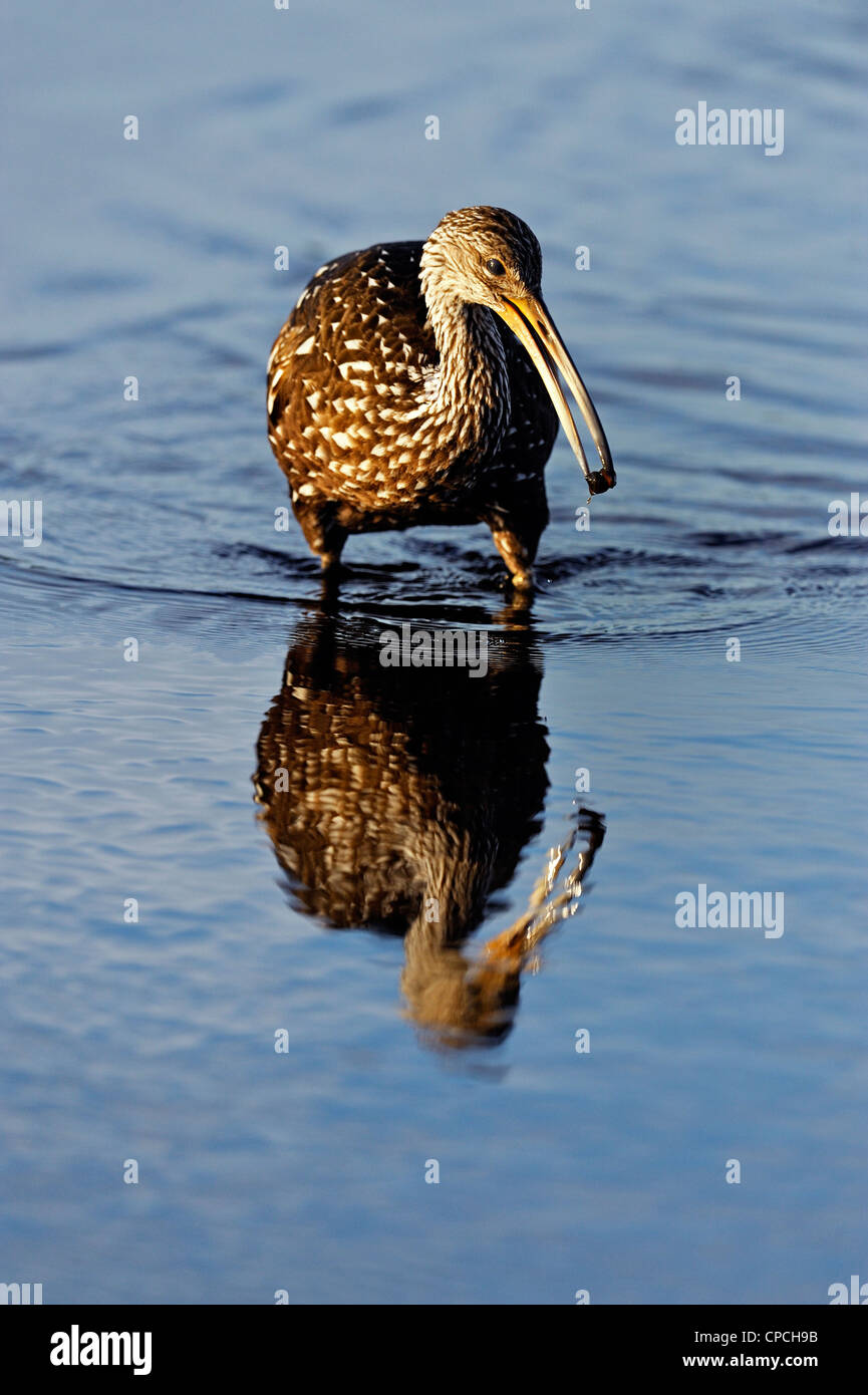 Florida Limpkin (Aramus Guarauna) Jagd Schnecken, Myakka River State Park, Florida, USA Stockfoto