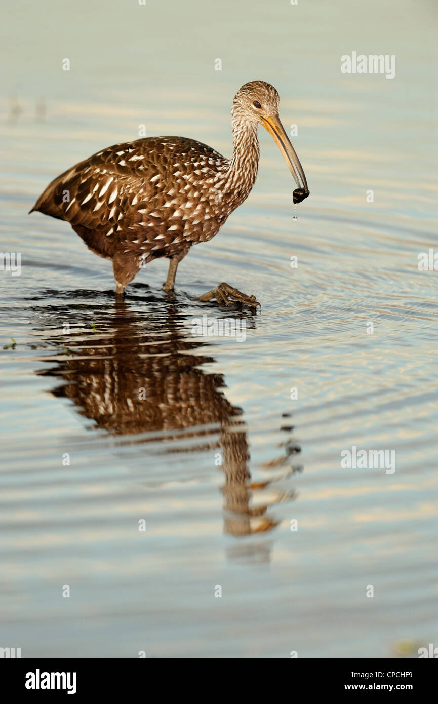 Florida Limpkin (Aramus Guarauna) Jagd Schnecken, Myakka River State Park, Florida, USA Stockfoto