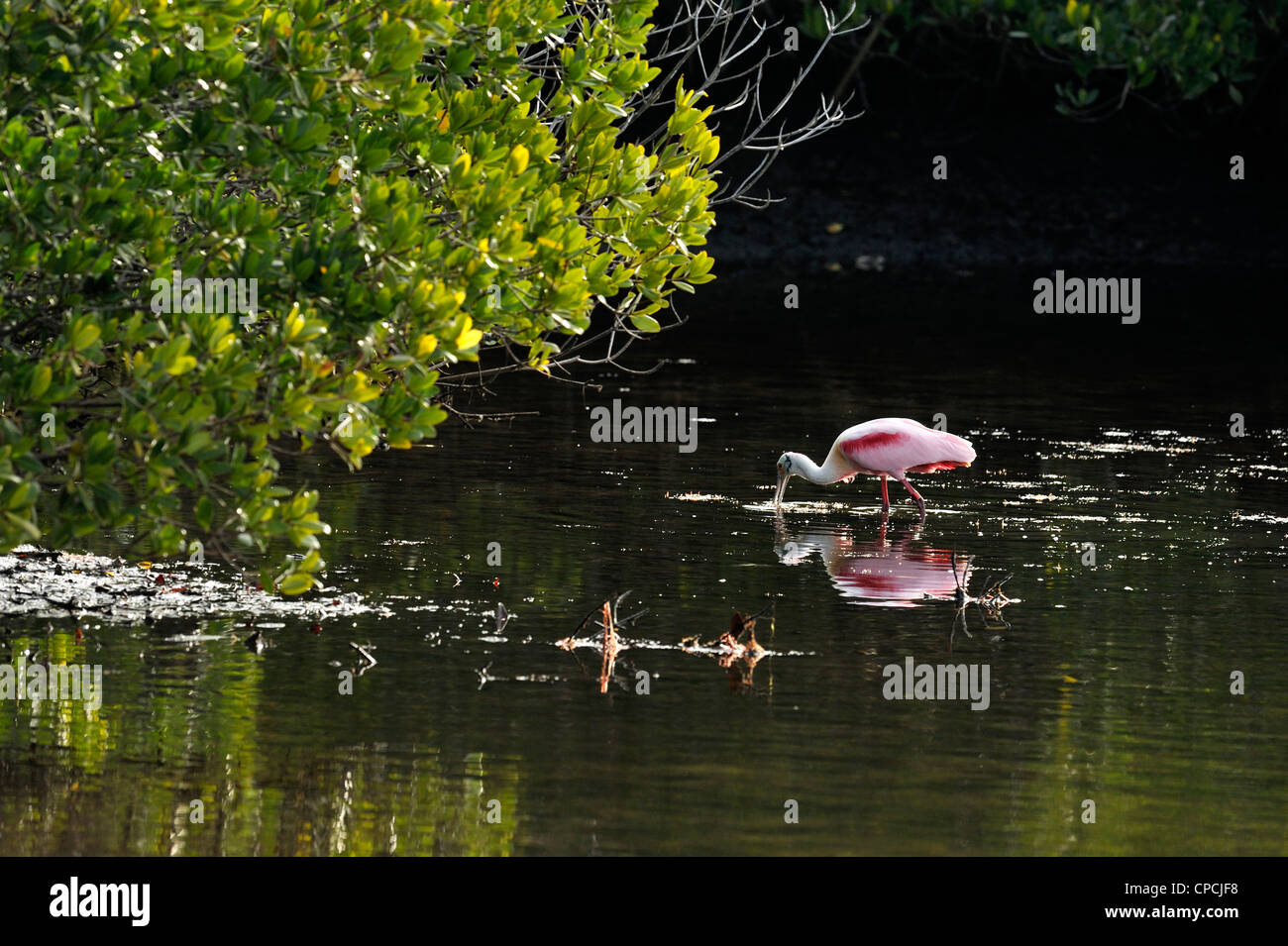 Rosalöffler (Ajaia ajaja), Ding Darling National Wildlife Refuge, Sanibel Island, Florida, USA Stockfoto