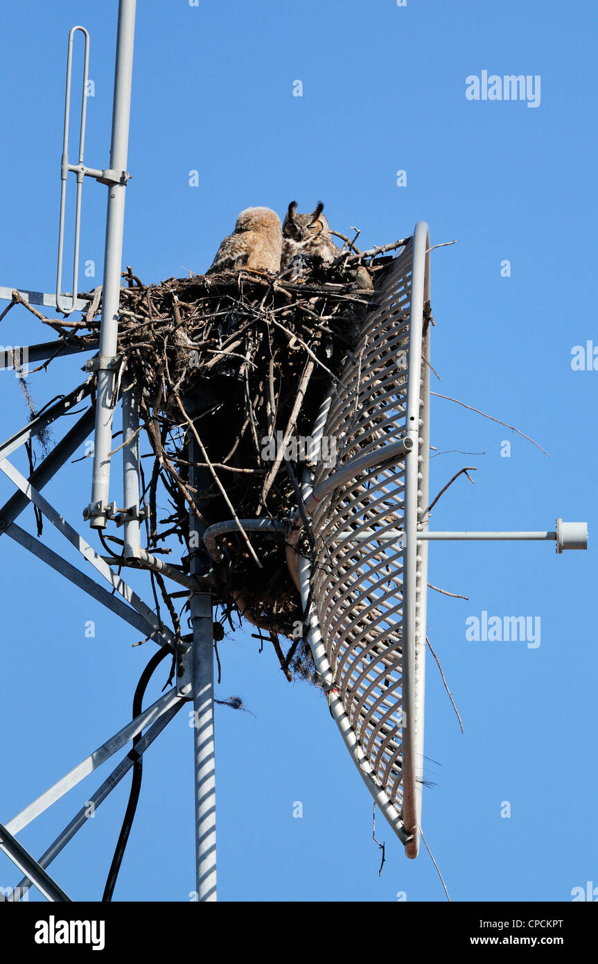 Große gehörnte Eule (Bubo Virgianus) junge im Nest, Venice, Florida, USA Stockfoto