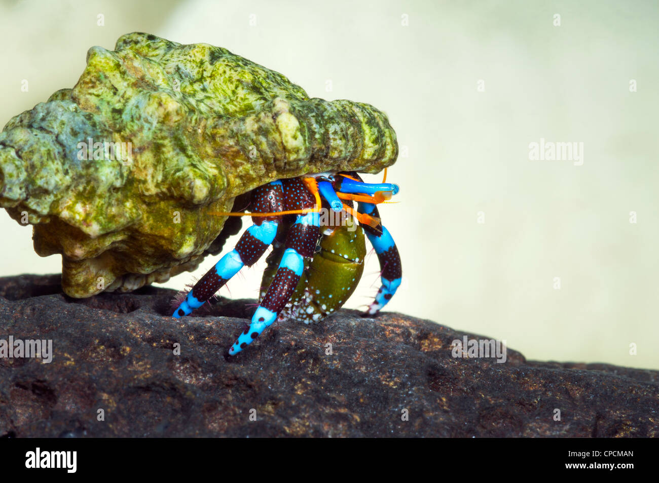 kleine winzige Einsiedlerkrebs CALCINUS Studio Portrait Einsiedlerkrebs Krebs weißen Hintergrund rot blau klein 1 cm bis 2 cm Makro m Krabben Stockfoto