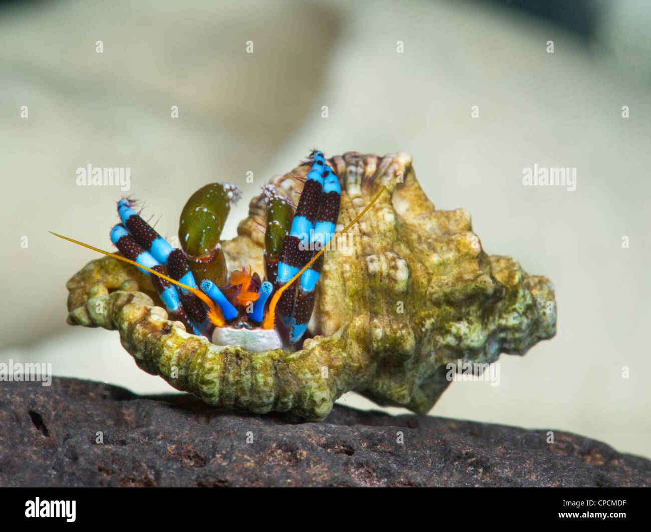 kleine winzige Einsiedlerkrebs CALCINUS Studio Portrait Einsiedlerkrebs Krebs weißen Hintergrund rot blau klein 1 cm bis 2 cm Makro m Krabben Stockfoto