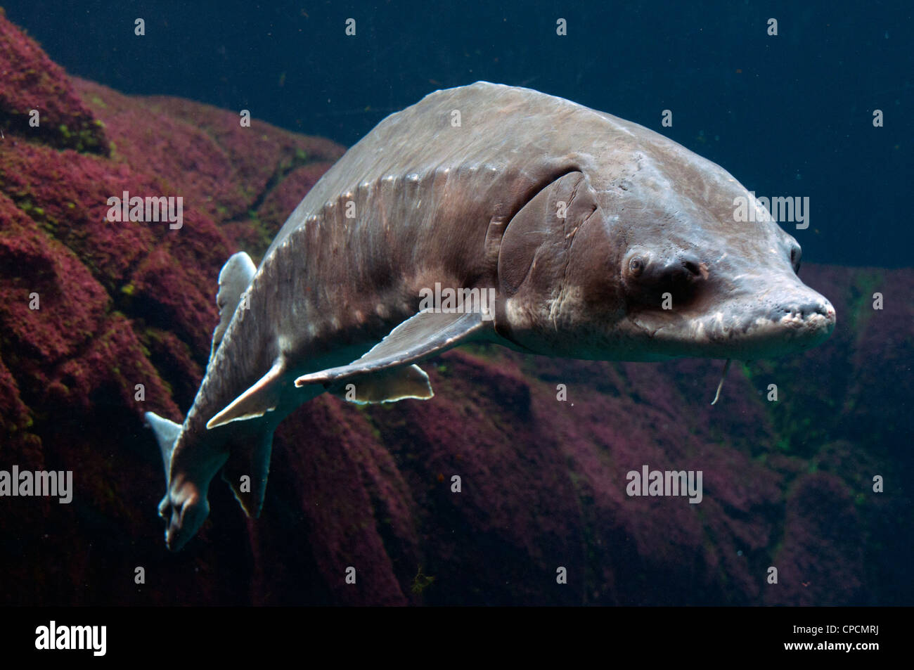 Acipenser oxyrinchus oxyrinchus -Fotos und -Bildmaterial in hoher ...