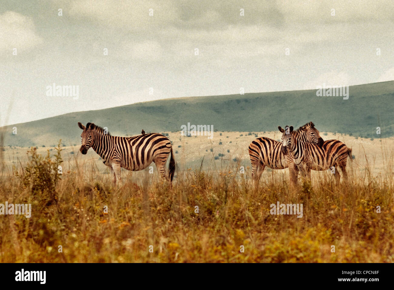 Zebra Streifen in ländlichen Bereichen Stockfoto