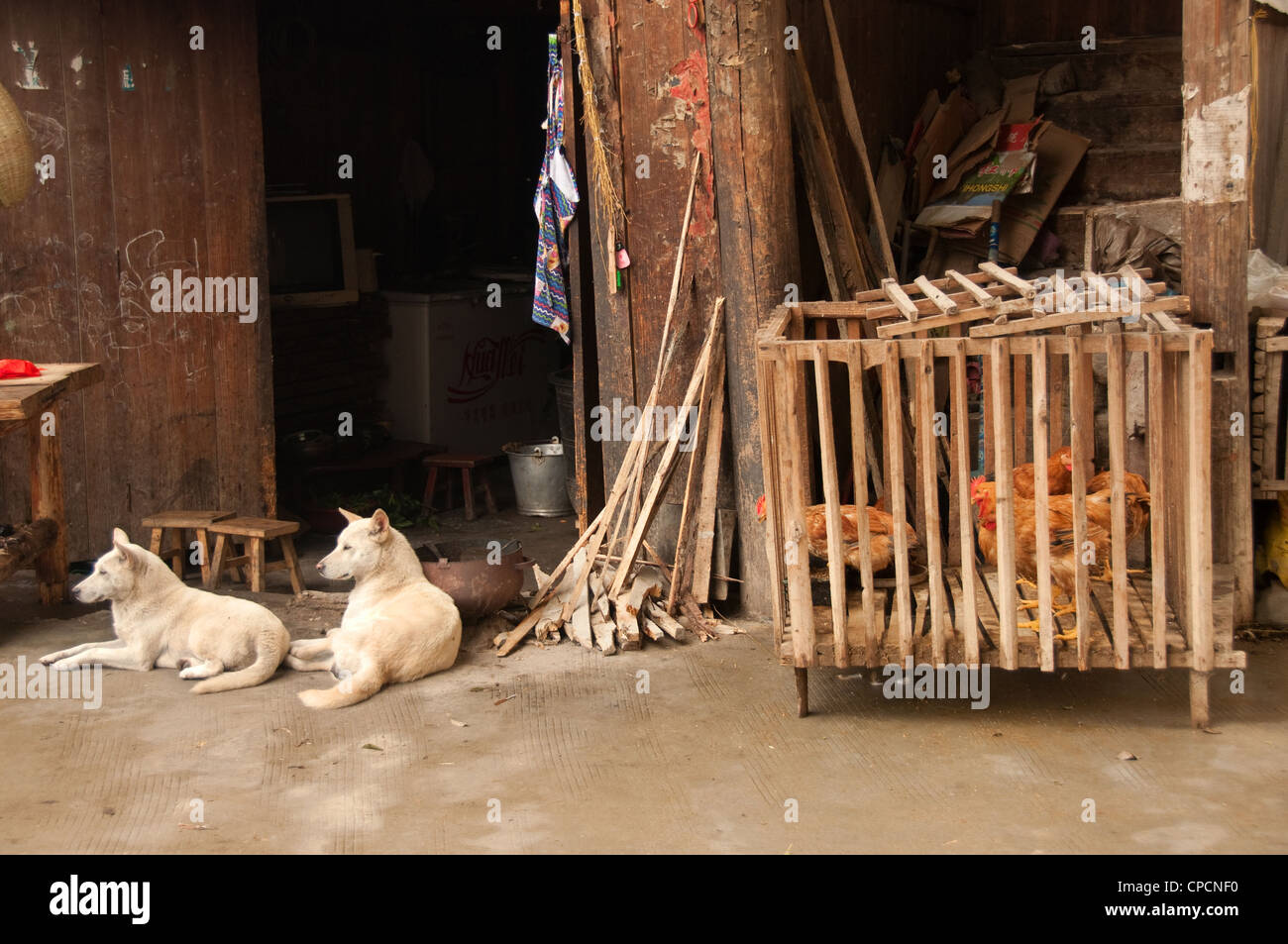 Zwei weiße Hunde und eine Henne-coop in den Straßen einer Dong Menschen Dorf, im südlichen China Stockfoto