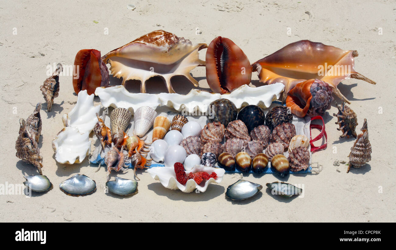 Eine Sammlung von schönen Muscheln in Sansibar Stockfoto