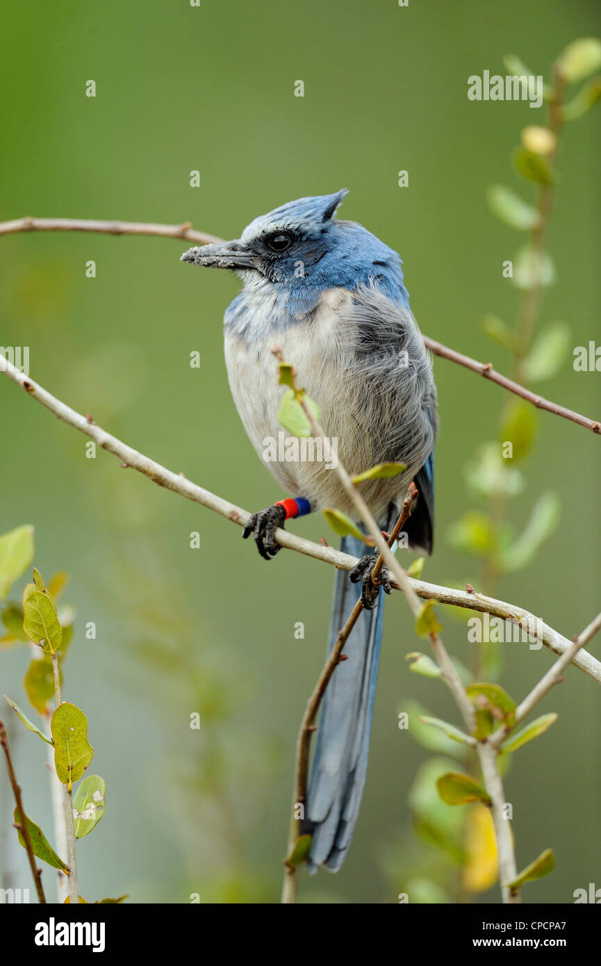 Florida Scrub Jay (Aphelocoma Coerulescens), Oscar Scherer State Park, Florida, USA Stockfoto