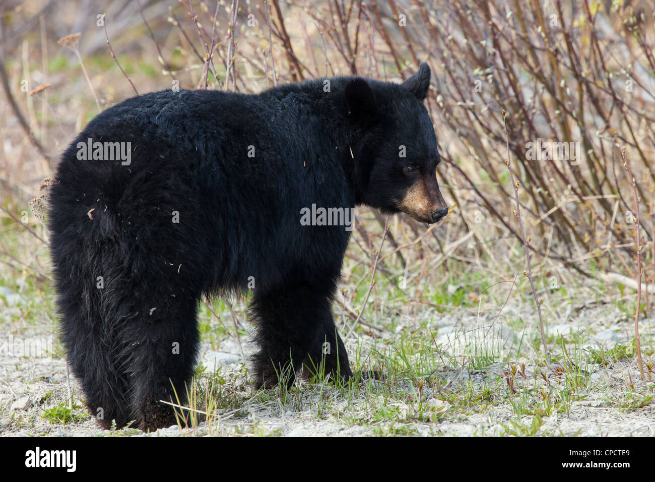 Young Black Bear stehen entlang der Arktis Talstraße im Chugach State Park, Anchorage, Yunan Alaska, Frühling Stockfoto