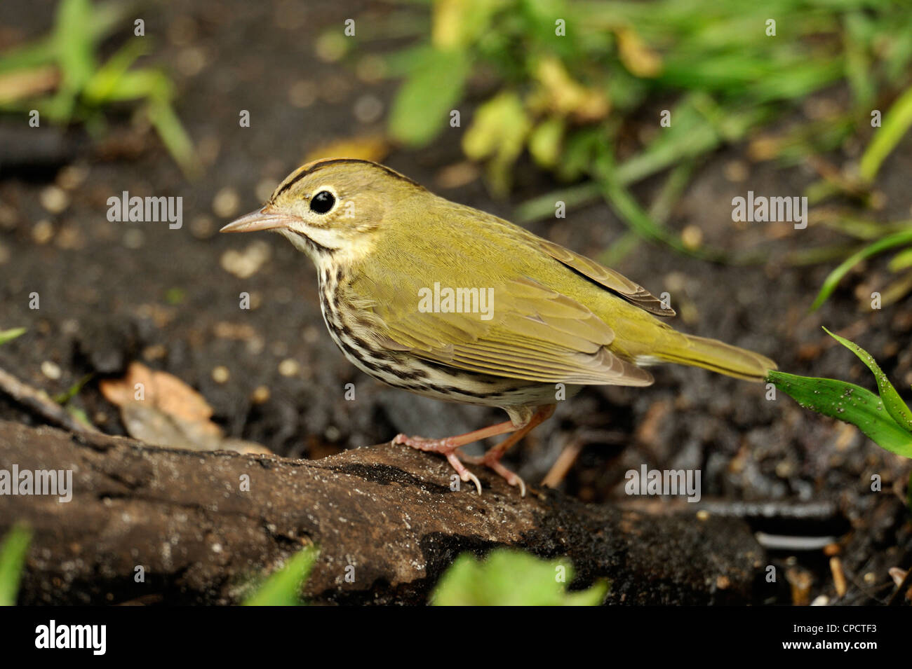 Ovenbird, (Seiurus Aurocapillus), Corkscrew Swamp Sanctuary, Naples, Florida, USA Stockfoto