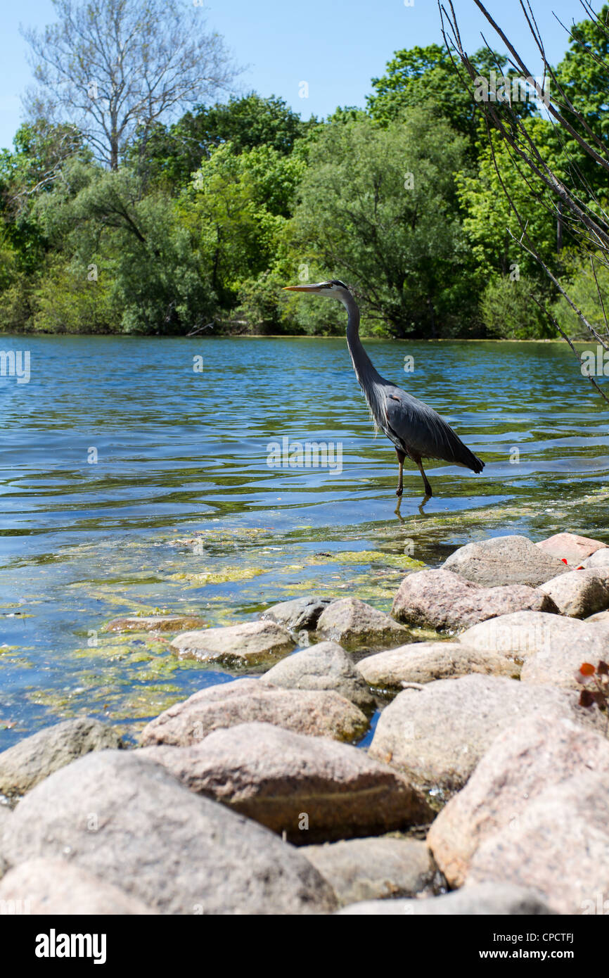 Ein Great Blue Heron an der Seite eines Sees Stockfoto