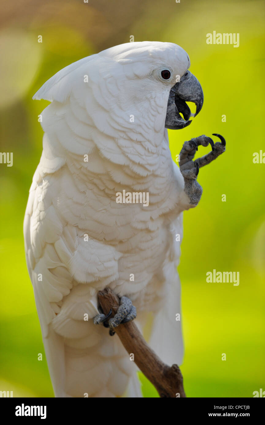 Weiß/Dach Kakadu (Cacatua Alba), The Alligator Farm, St. Augustine, Florida, USA Stockfoto