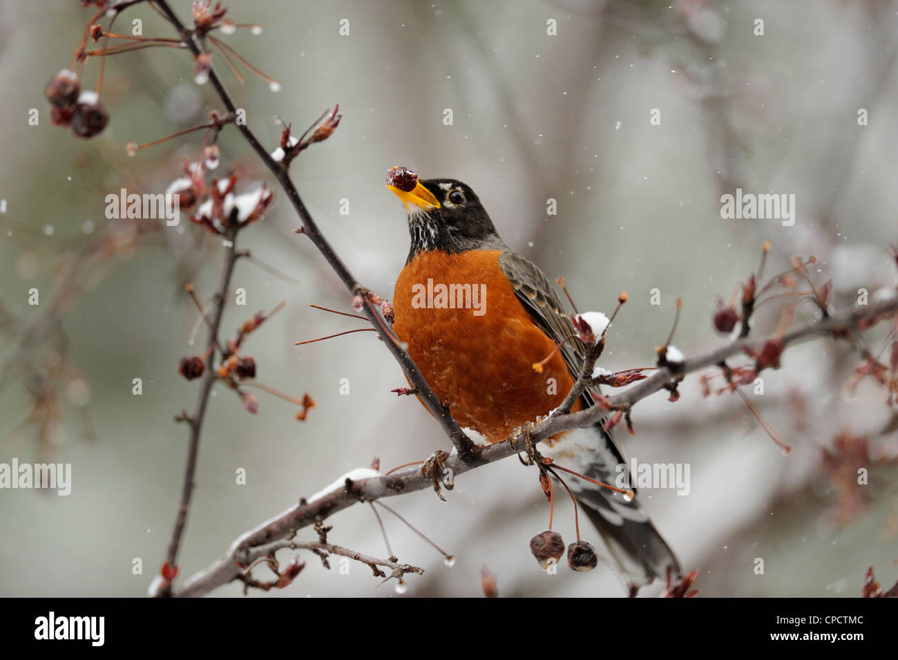 Amerikanischer Robin (Turdus Migratorius) essen Obst Greater Sudbury, Ontario, Kanada Stockfoto