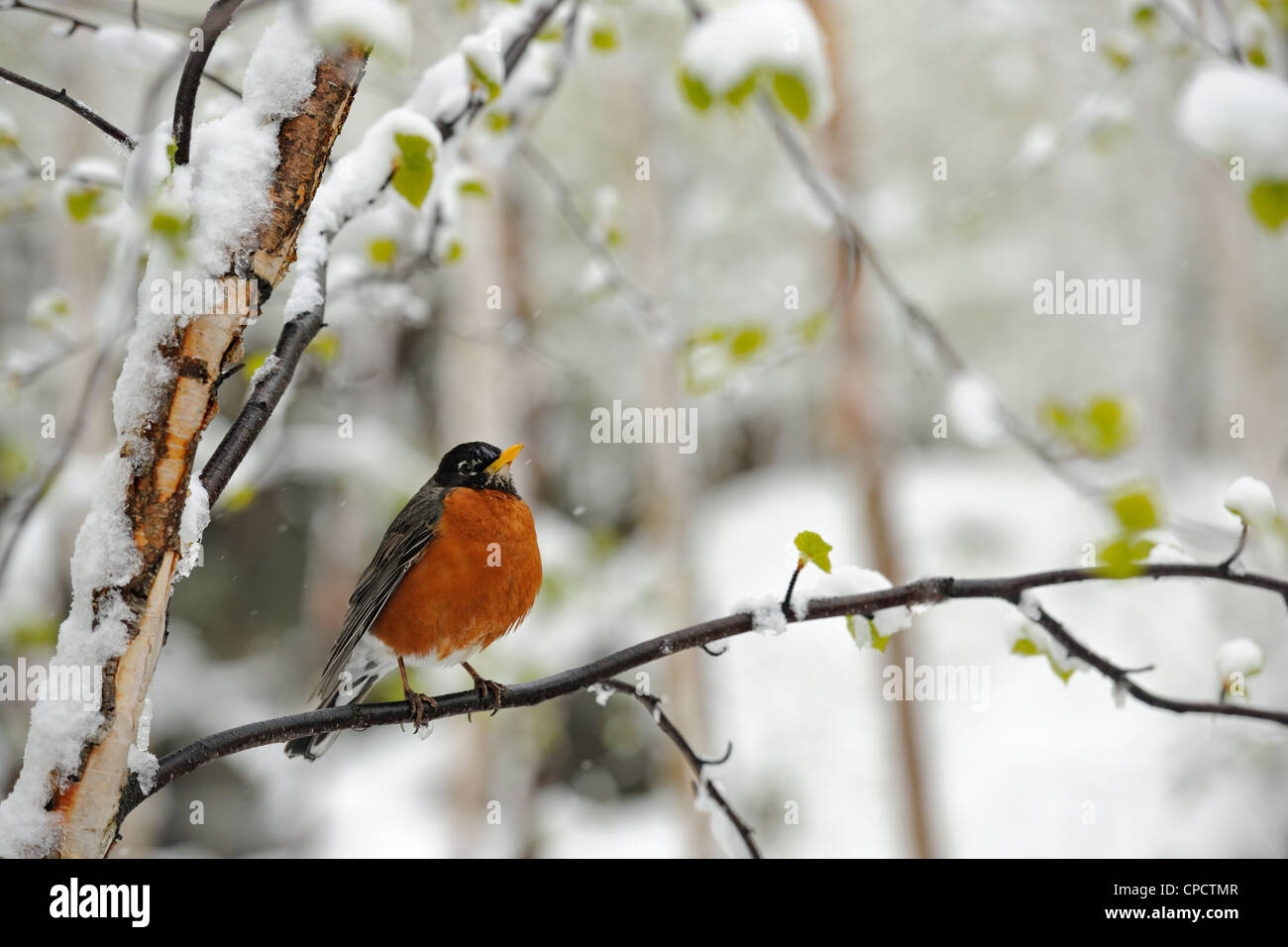 Amerikanischer Robin (Turdus Migratorius), Greater Sudbury, Ontario, Kanada Stockfoto