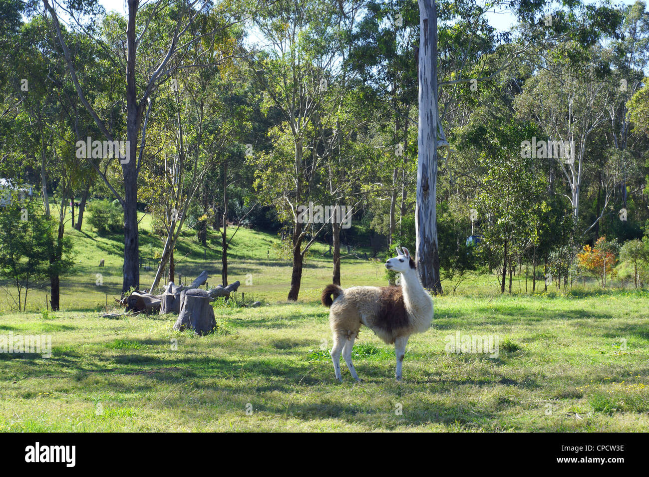 Alpaka auf Bauernhof Stockfoto