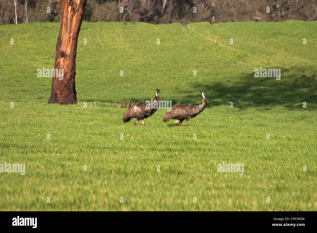 Zwei Emus im Fahrerlager Stockfoto