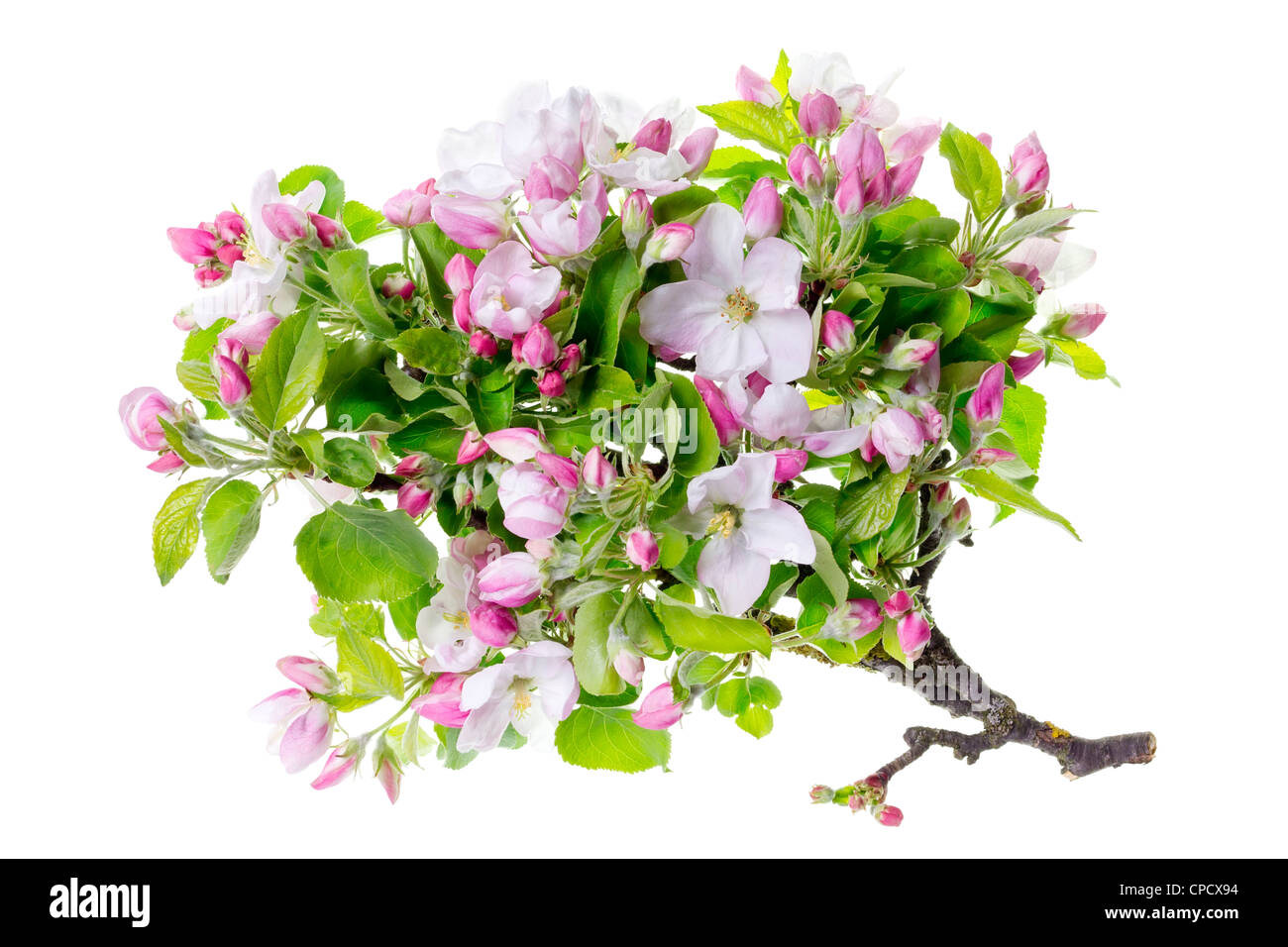 Apfel-Ast mit einer Menge neuer Frühling weiß rosa Blüten isoliert Stockfoto