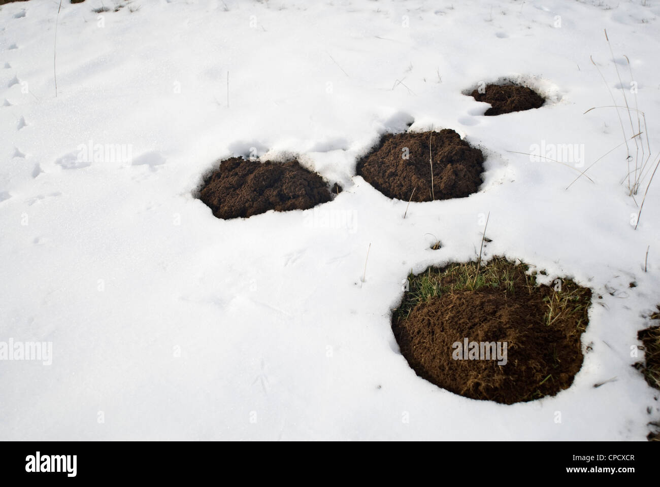 Europäischer Maulwurf Stockfotos und bilder Kaufen Alamy