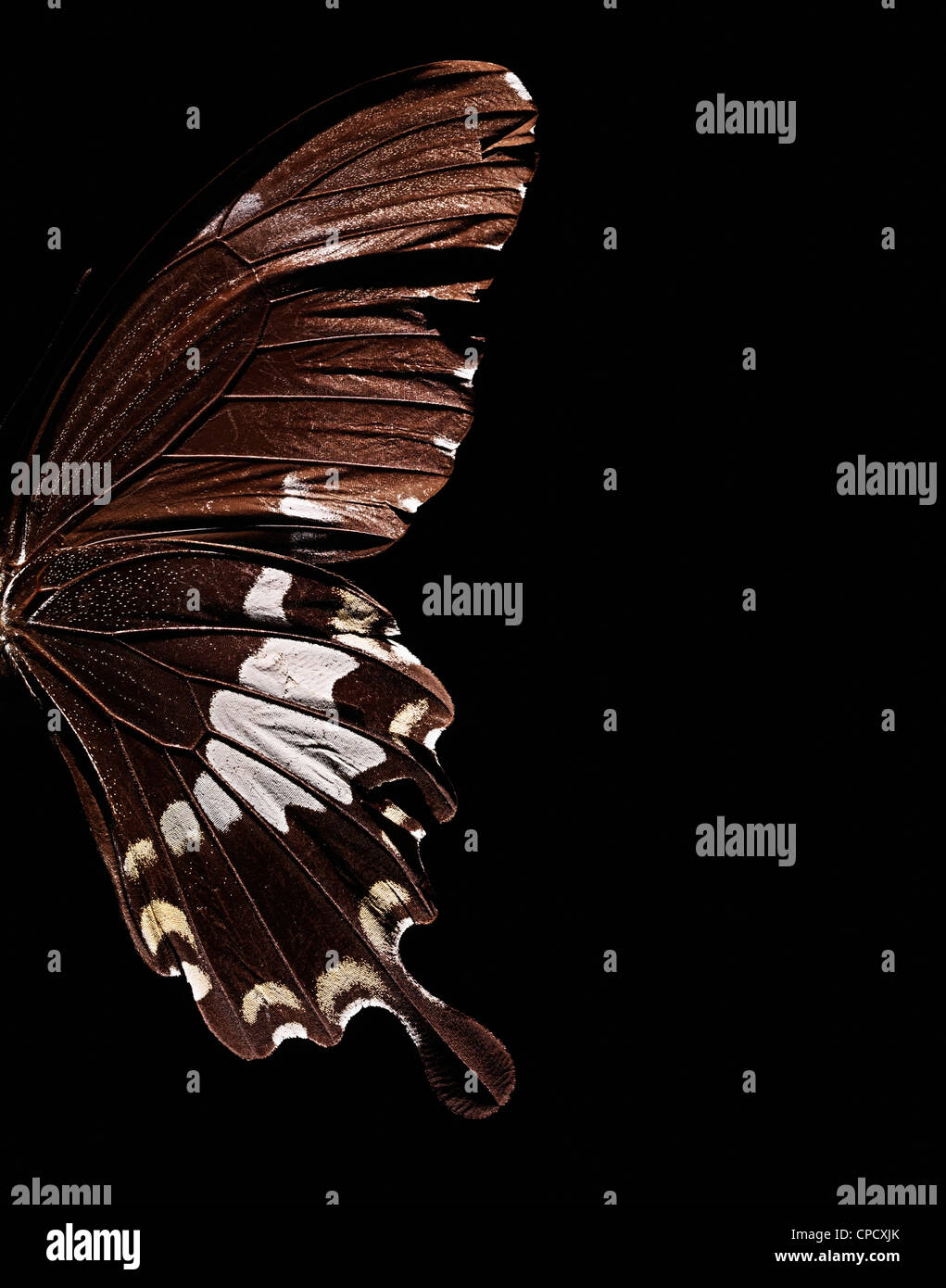 Nahaufnahme eines Schmetterlingsflügels Stockfoto