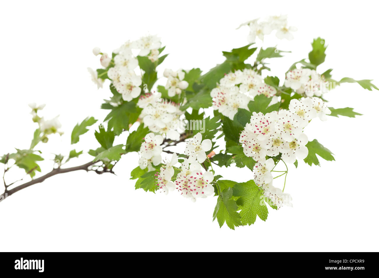 Weißdorn-Zweig mit Blumen auf weißem Hintergrund Stockfoto