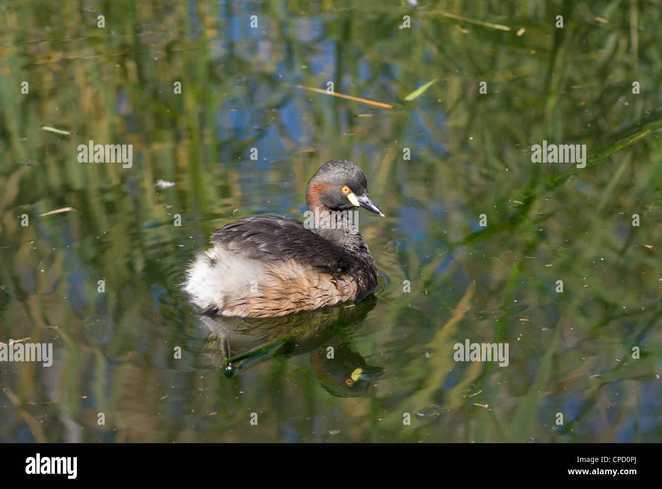 Australasian Grebe (Tachybaptus Novaehollandiae) Stockfoto