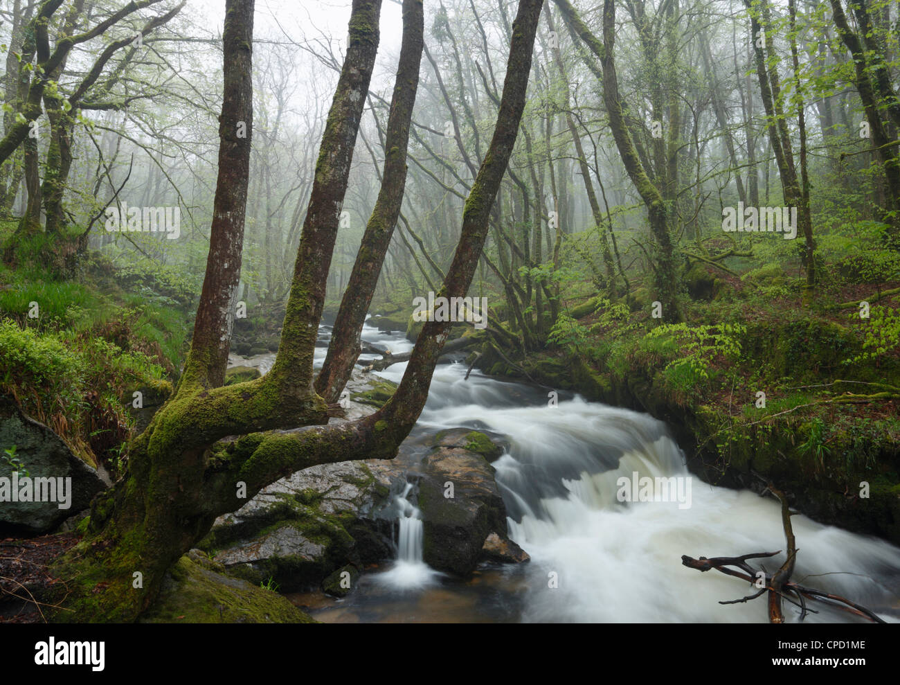 Fluss Fowey bei Golitha fällt. Cornwall. England. VEREINIGTES KÖNIGREICH. Stockfoto