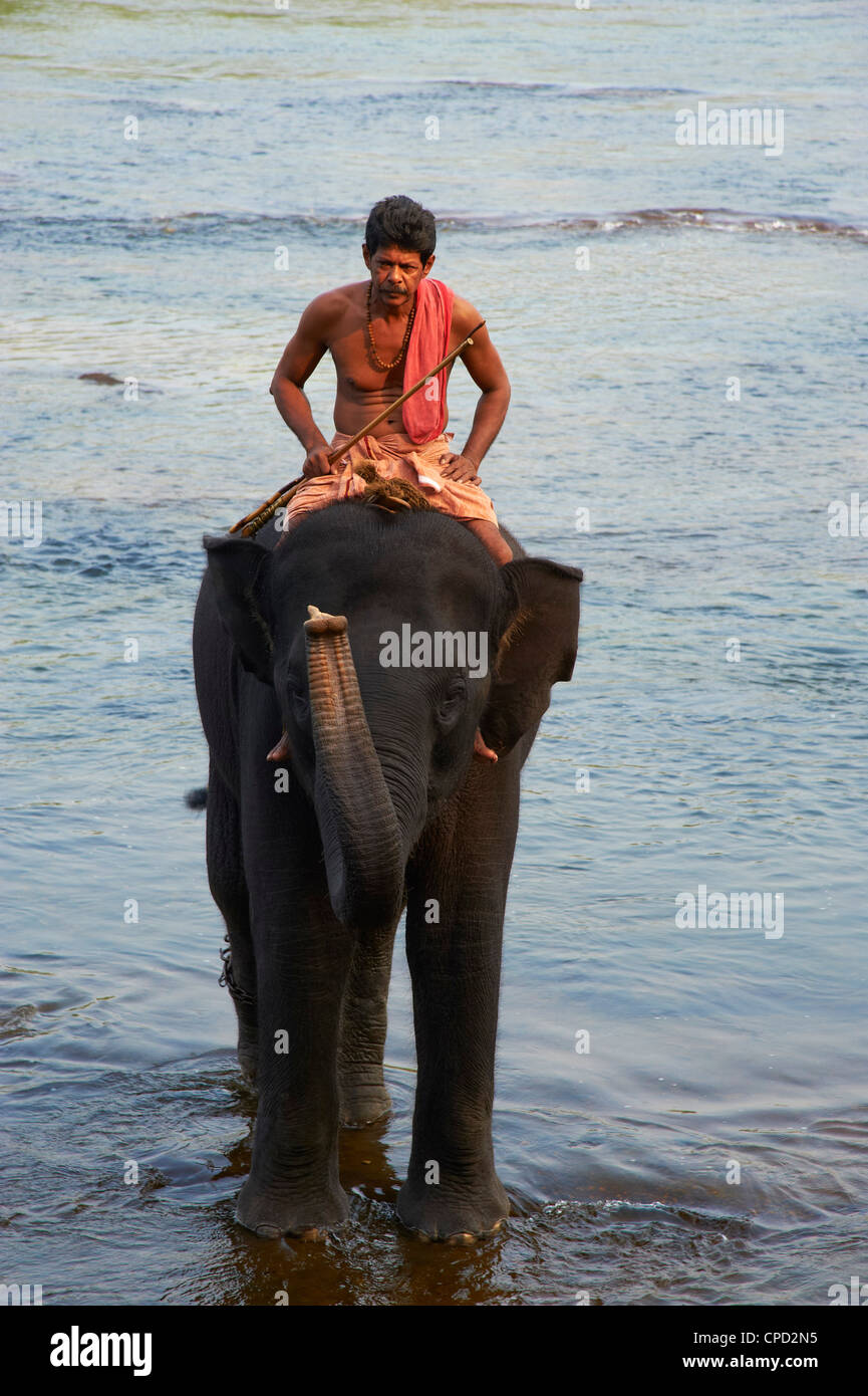 Elefant-Ausbildungszentrum in Kodanad, Kerala, Indien, Asien Stockfoto