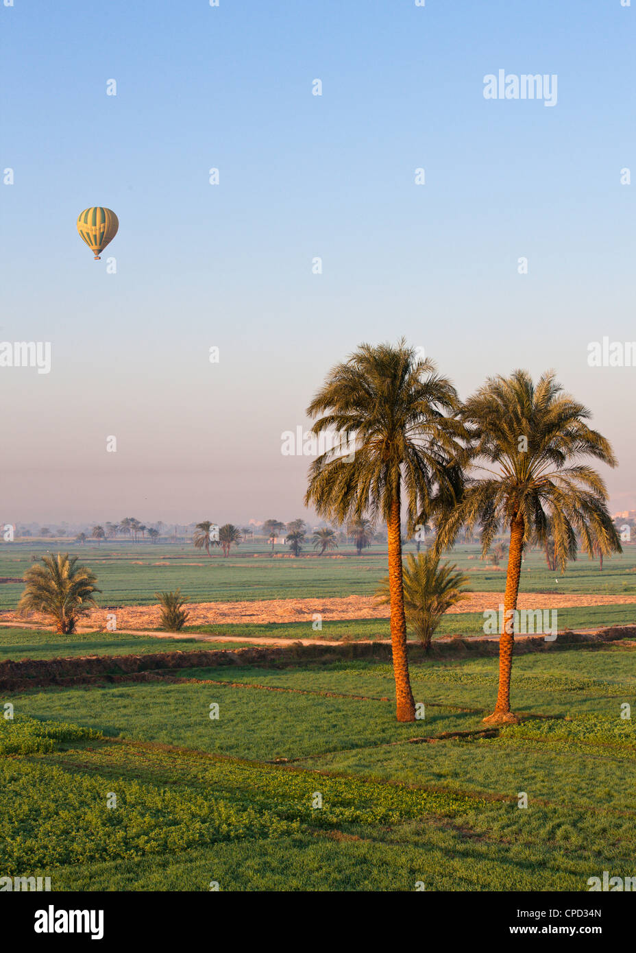 Heißluftballon über grüne Felder und Palmen in der Nähe von Luxor, Theben, Ägypten, Nordafrika, Afrika ausgesetzt Stockfoto