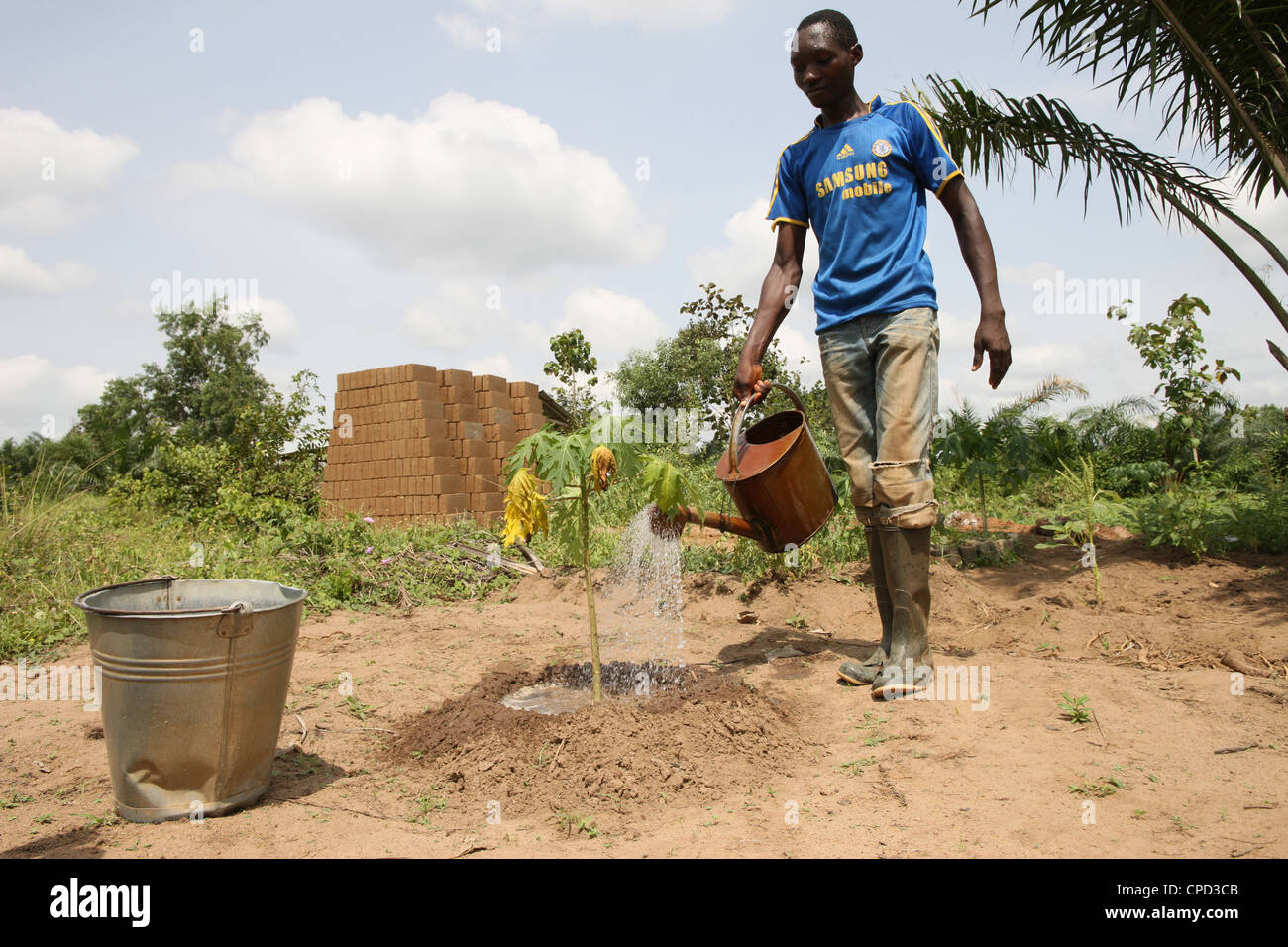 Mann, die Bewässerung von Pflanzen, Tori, Benin, Westafrika, Afrika Stockfoto