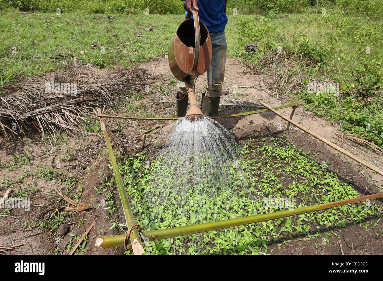 Mann, die Bewässerung von Pflanzen, Tori, Benin, Westafrika, Afrika Stockfoto