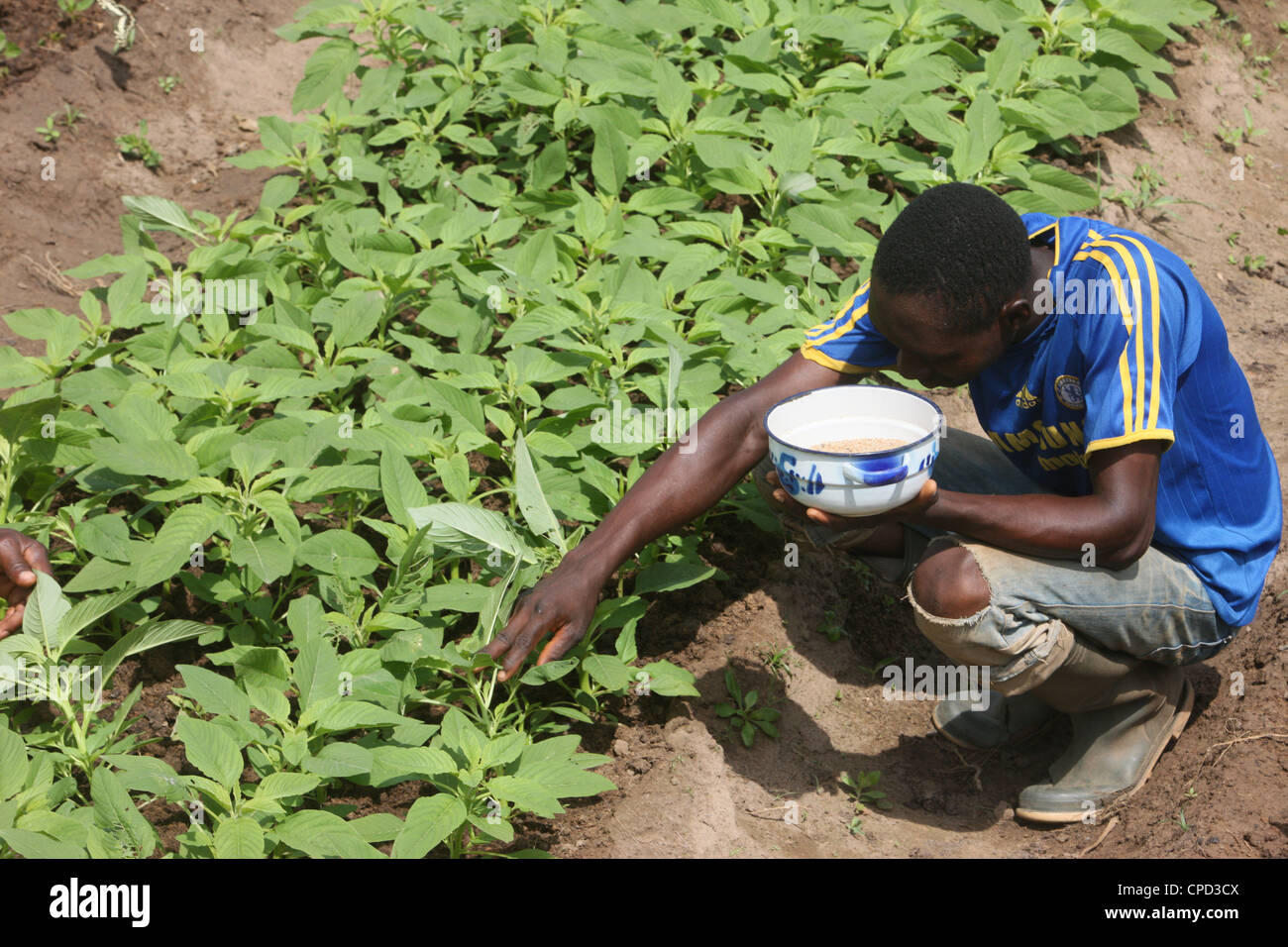 Mann einen Gemüsegarten, Tori, Benin, Westafrika, Afrika Stockfoto