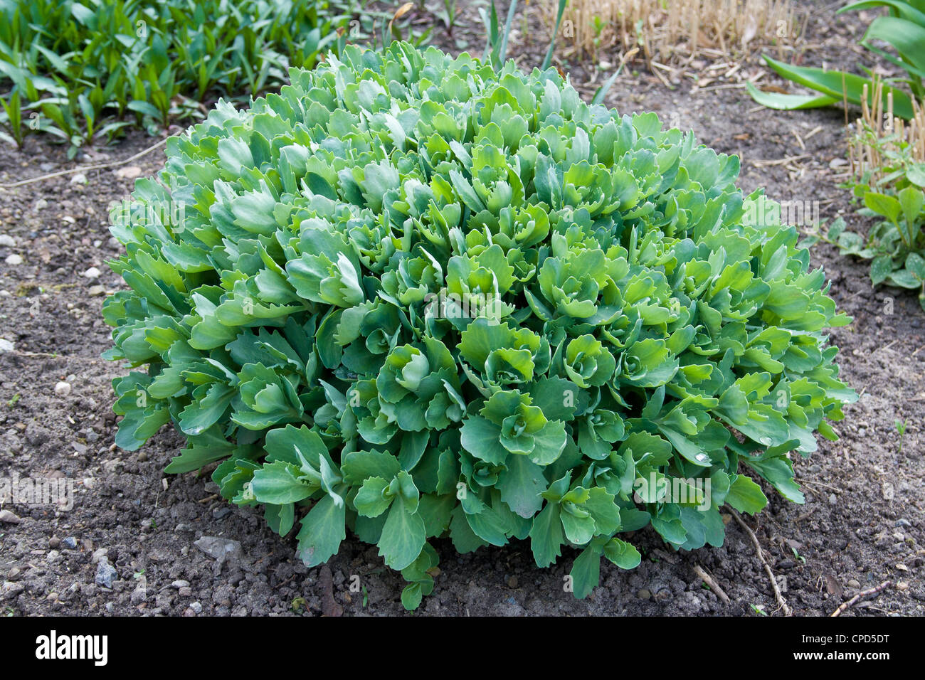 Dekorative Pflanze - Sedum Spectabile oder Hylotelephium spectabile Stockfoto